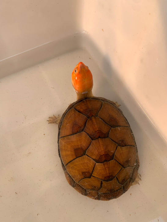红面蛋龟