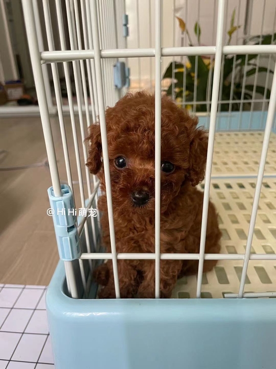 小体红泰迪弟弟上午刚做了二次体内驱虫，一针...