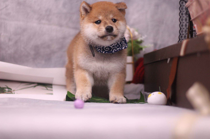 品质超级高的柴犬宝宝，包三针疫苗，小母柴犬...