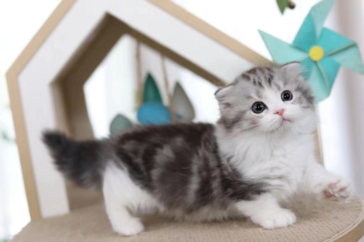 银白拿破仑弟弟 通脖满背 五粉 脸蛋漂亮 ...