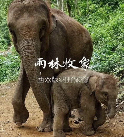 野象谷+森林公园门票电瓶车 套票 165 ...