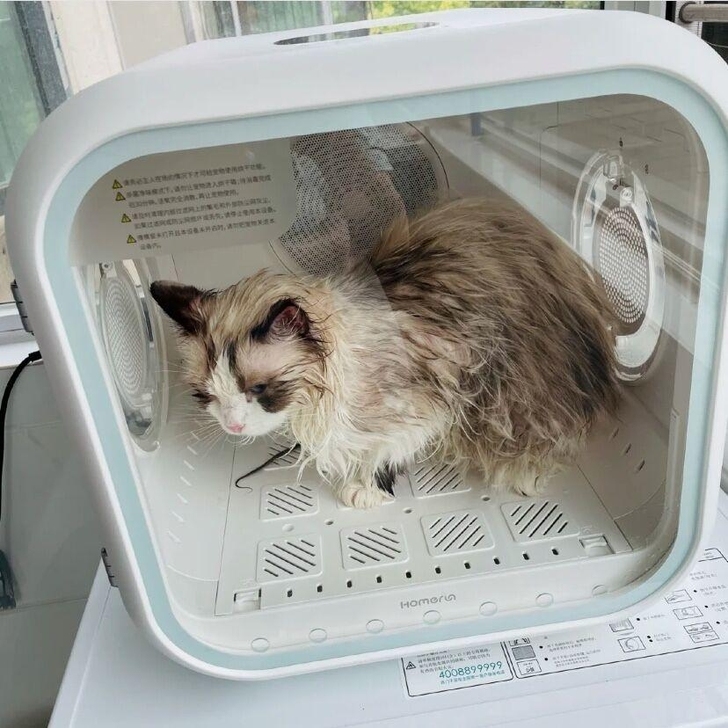 【天猫清仓】霍曼39度舱宠物烘干箱全自动猫...