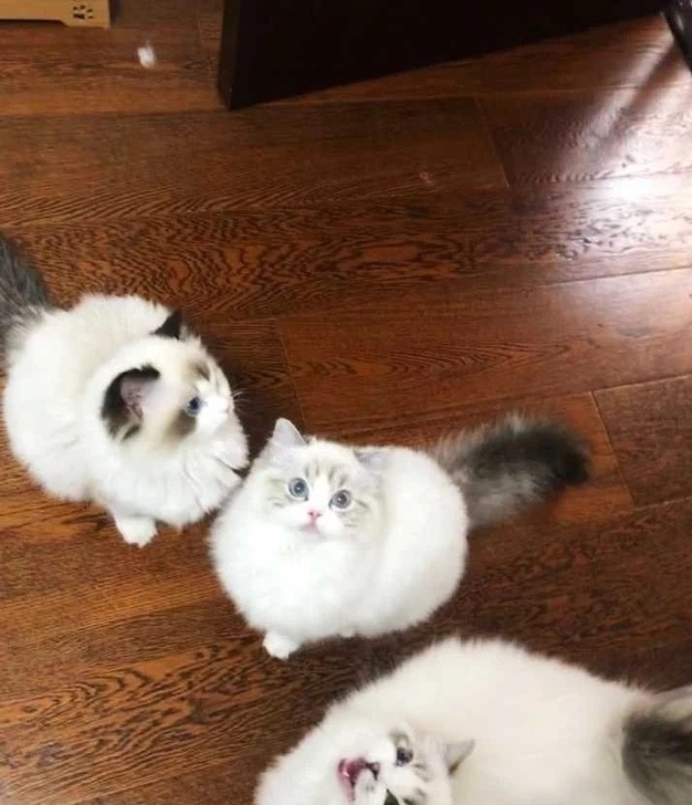 布偶猫 自家养的一对布偶生的崽，一起有五只...