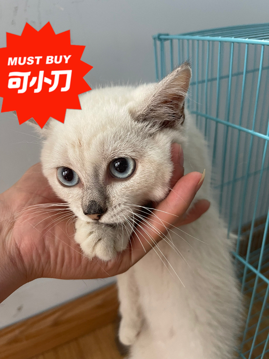自家养的小猫咪银渐层三个月啦，公母都有现在...