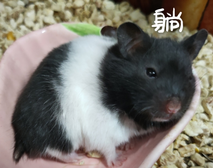 眼圈熊 孩子傻傻的 又活跃 又怂的 直接上...
