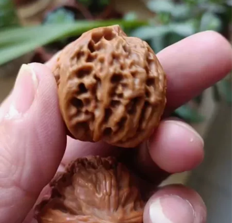 纯野生文玩核桃，野生核桃，文玩核桃，尺寸，...