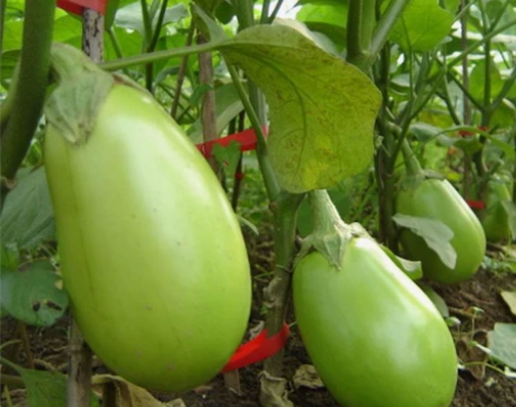 5斤【现摘现发】新鲜绿茄子河南特产新鲜蔬菜...