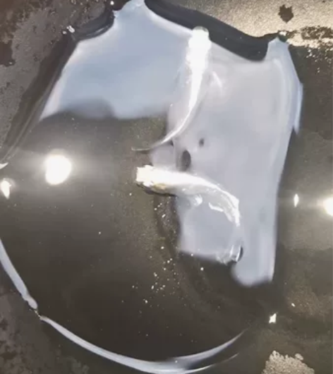 阿玛祖光体干支，样品为母鱼，成公母均满光，...