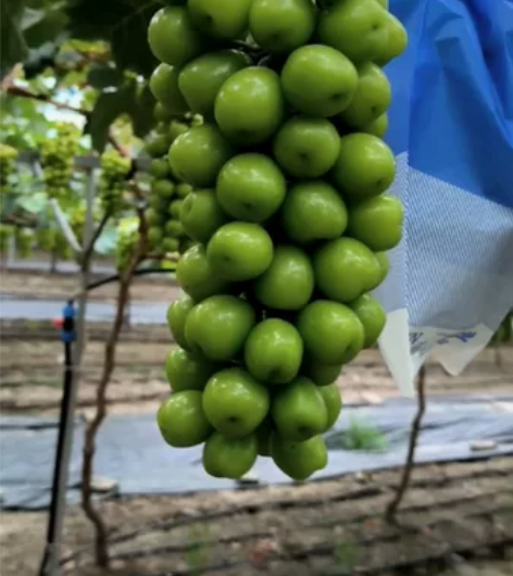 阳光玫瑰预售,自家果园现摘,预计8月底开始...