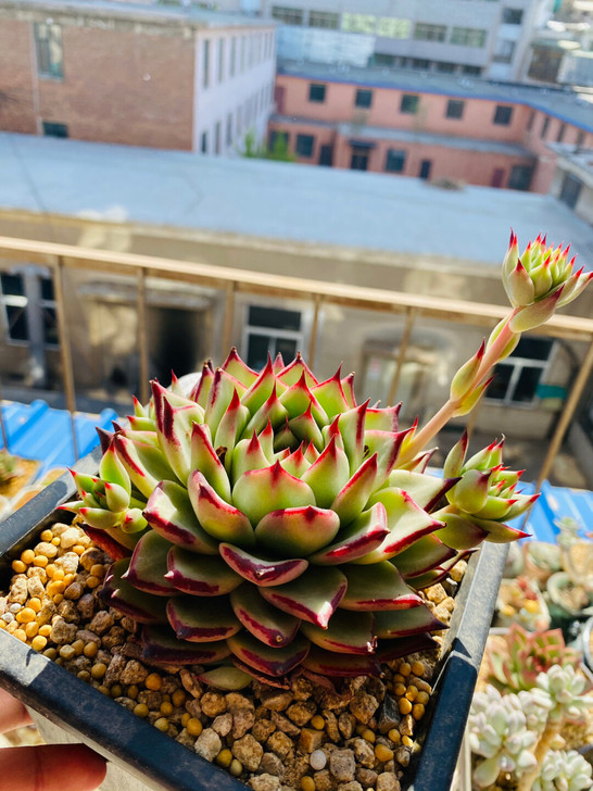 韩国精品台，稻草莫，莫q利，墨q利！