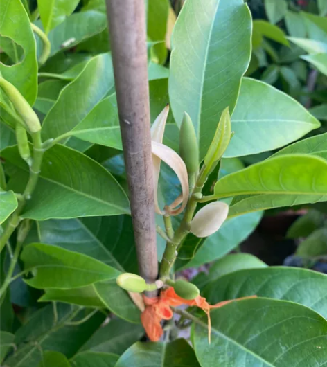 白兰花盆栽 嫁接白玉兰花苗树苗树桩庭院苗 ...
