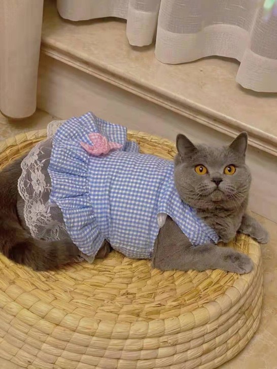 猫窝藤编夏季编织凉窝四季通用网红不沾毛夏天...