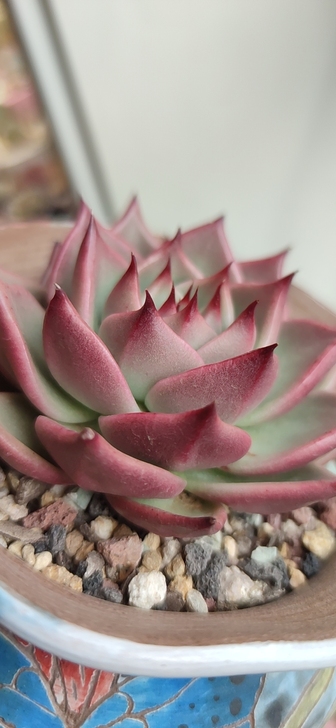 莫q利，蒙q利，稻草莫，冠幅10CM左右，...