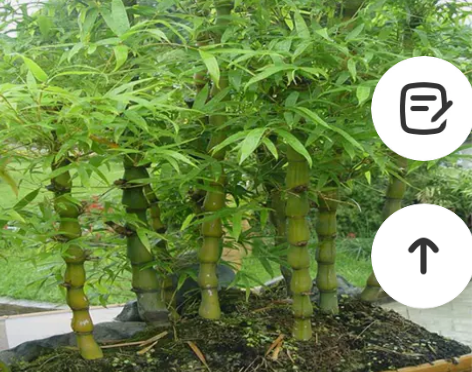 罗汉竹佛肚竹老桩办公室客厅绿植室内盆栽矮化...