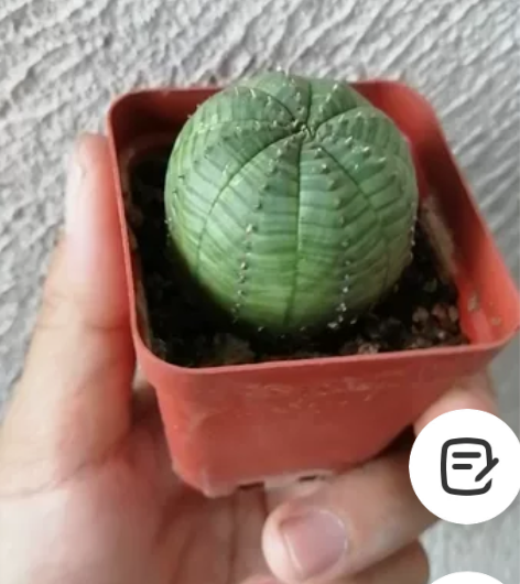 布纹球（336#），直径3.8公分，圆圆正...