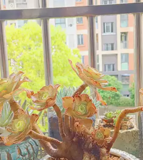 君美丽法师朵朵缀化，记录2021.05.0...