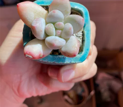 清阳台出多肉，香水，纯韩货。满百包邮不议价...