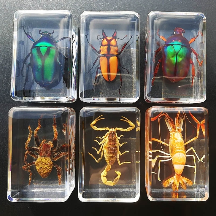 全套10只滴胶昆虫标本蜘蛛金龟子甲虫黄蜂标...