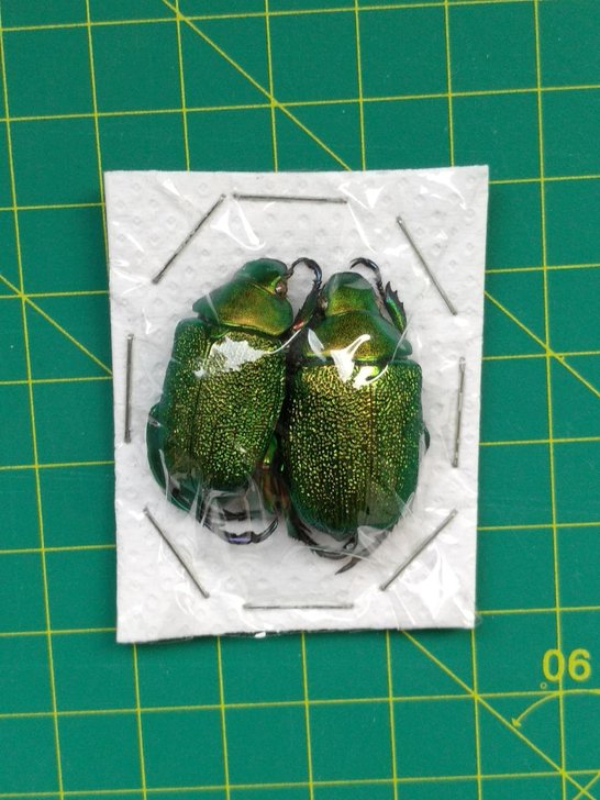 丽金龟标本 甲虫昆虫蝴蝶蜻蜓标本