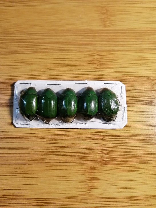 昆虫标本苹果花金龟,一组5只新年特惠25元...