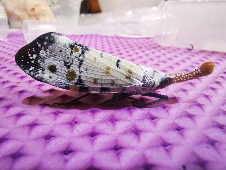 渡边氏腊蝉标本昆虫标本稀有品种不多见