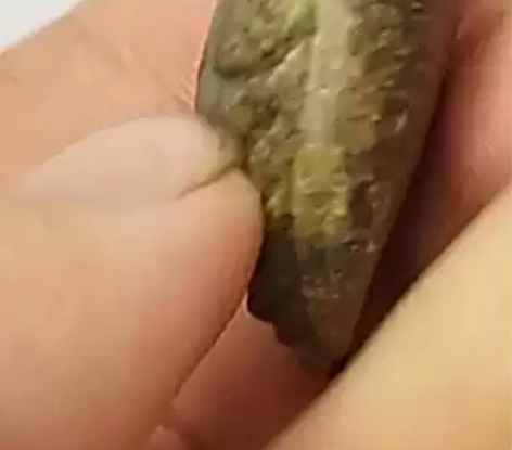 手工玉雕仿古蝉长3.7厘米宽2.4厘米用料...