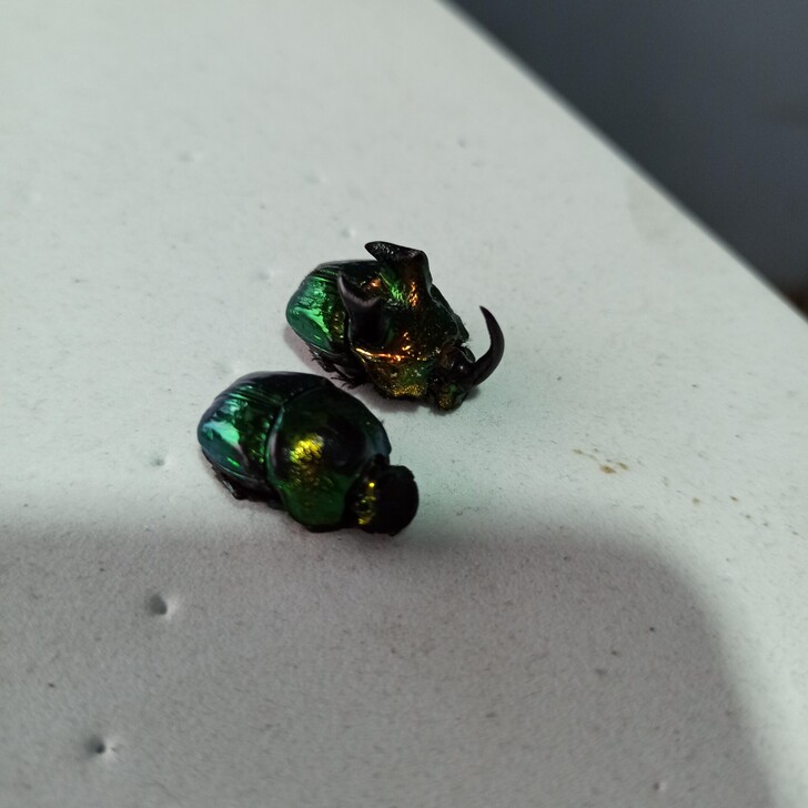 恶魔角蜣螂 粪金龟标本 昆虫标本