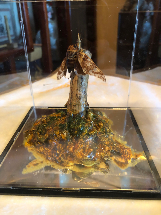 花蝉昆虫艺术标本,88元,整体规格:10*...