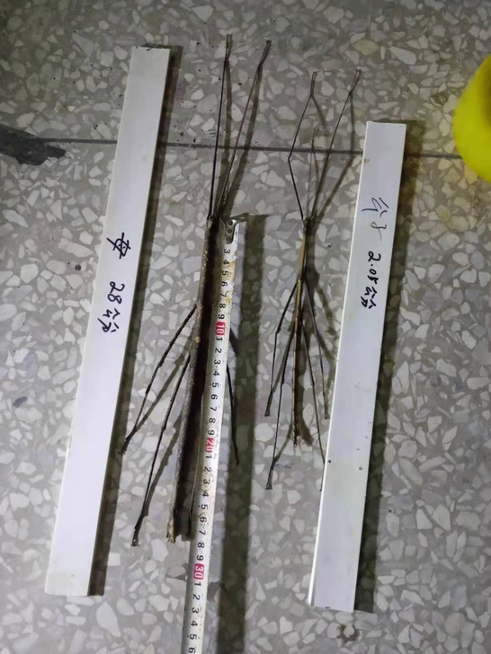 竹节虫大佛对虫标本，先抓现发也行，需要私聊。