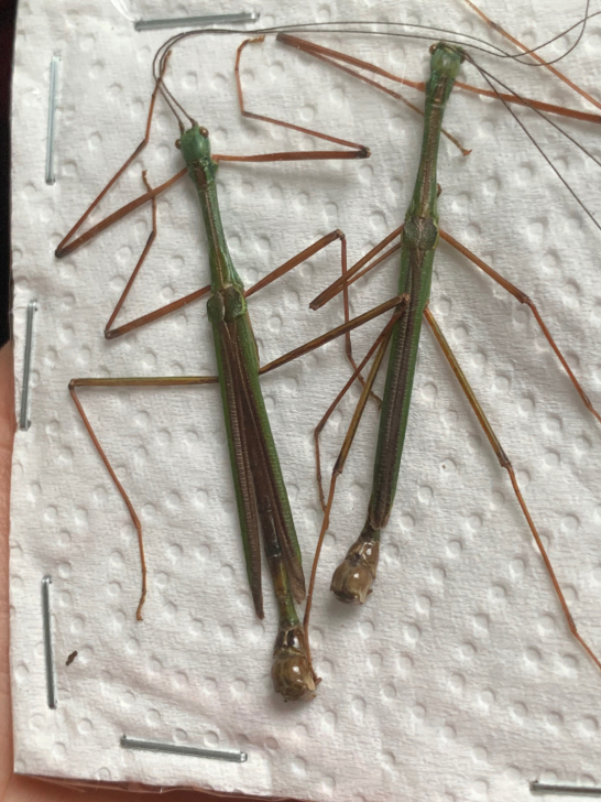榔捶瘤竹节虫两只，可展翅。昆虫，标本。成色...