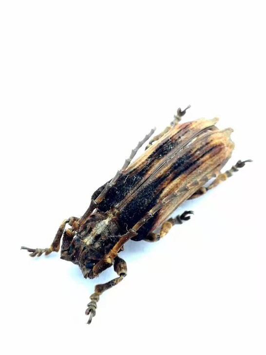 天牛标本 兜虫昆虫标本 甲虫 如图所示