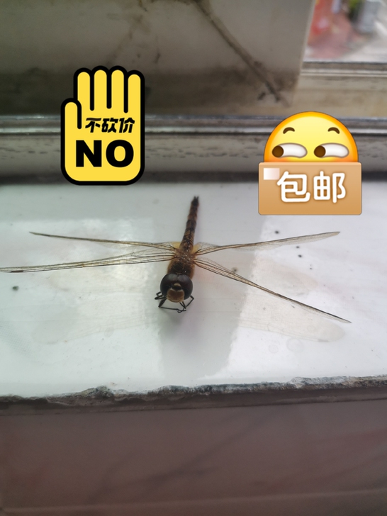 蜻蜓标本只要998，标本带回家。纯天然无公...