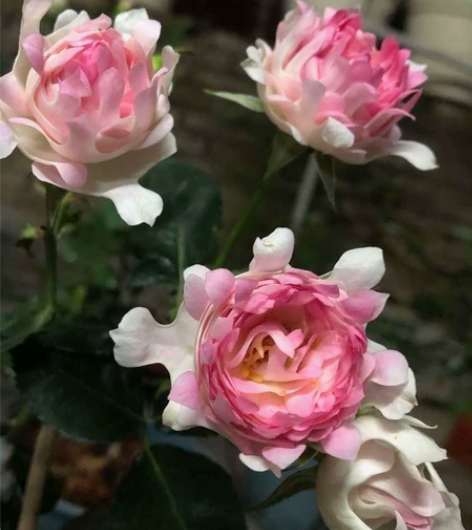 海葵/海的女儿月季花扦插中苗，一款产自荷兰...