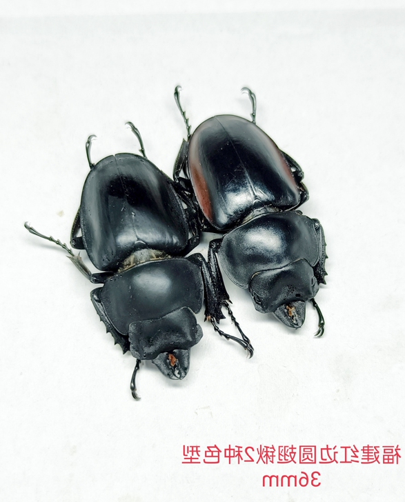 红边圆翅标本一组2种色型