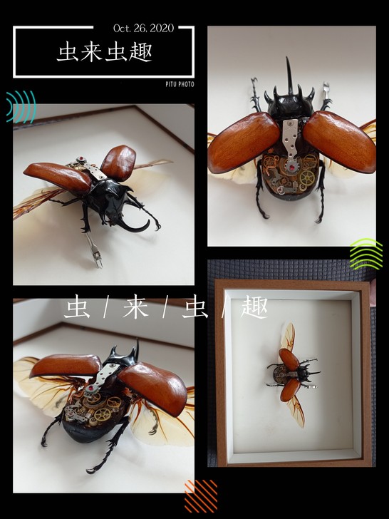 蒸汽昆虫朋克机械甲虫教学标本模型摆件艺术收...