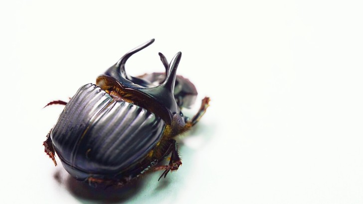 厄瓜多尔三角蜣螂对虫原虫标本。