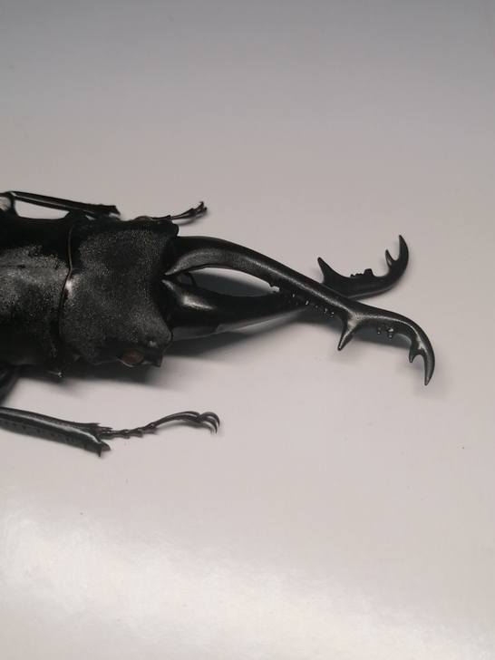 昆虫标本pgk尺寸91+印尼产，付节触须完...