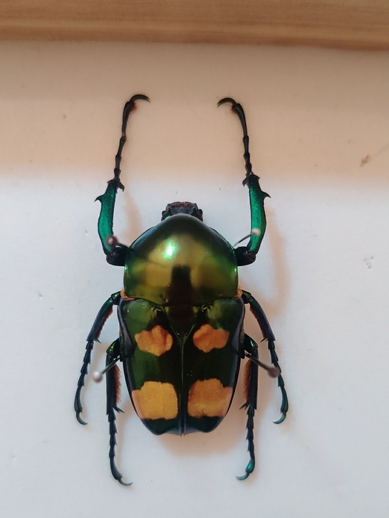 四点花金龟昆虫甲虫标本