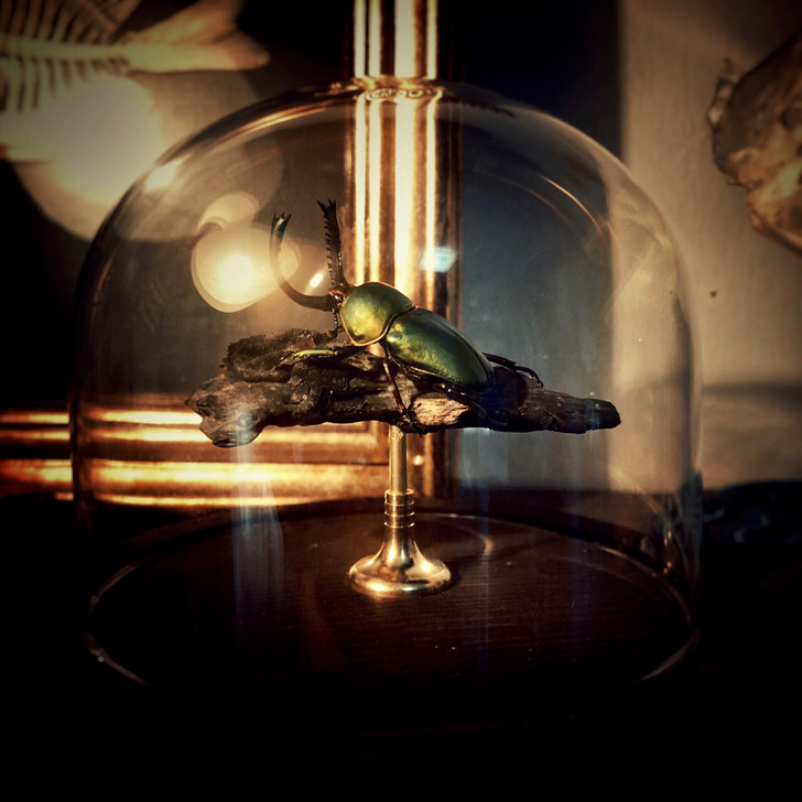 甲虫标本