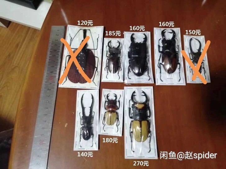 出一些甲虫昆虫标本，工艺品，图片有单独标价...