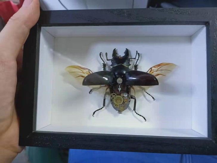 创意昆虫标本