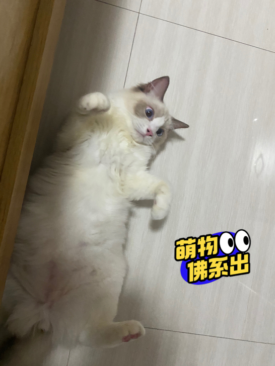 布偶王子!健康呆萌,脾气非常好,粘人!怎么...