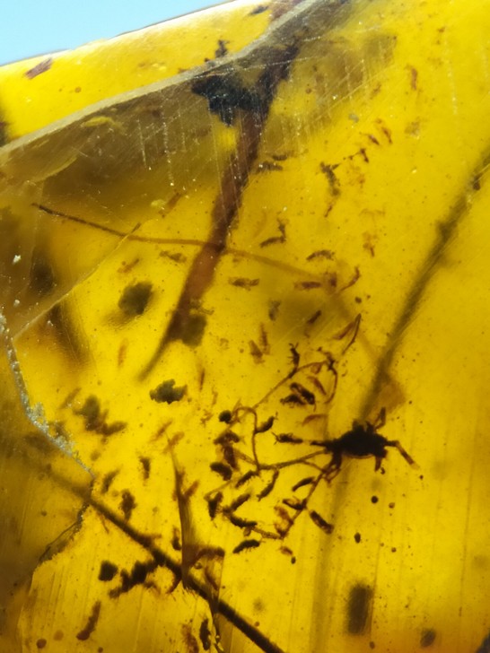 弹尾母虫窝标本，很多细小的虫，实价可以直接...