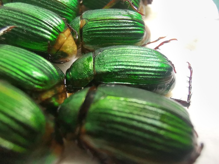 丽金龟金龟子昆虫标本湿虫素材,一包30只,...