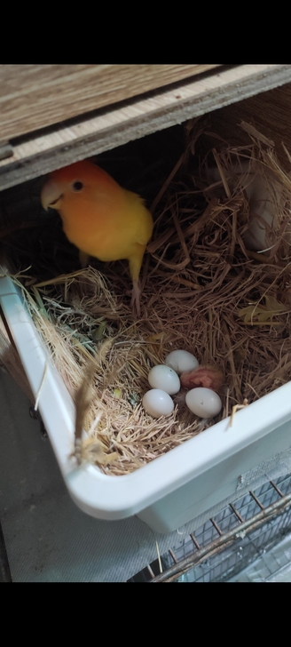 出晒干的稻草，合适牡丹鹦鹉做窝。鹦鹉做窝极...