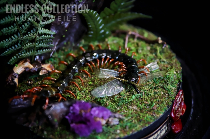 昆虫 艺术品 生态标本作品特价出售原虫19+