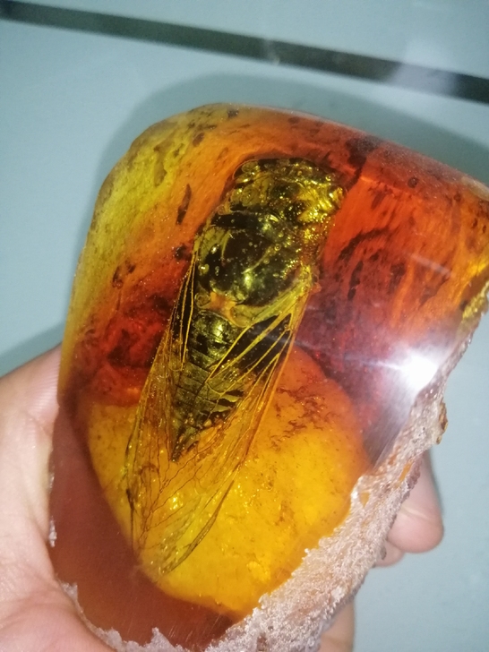 琥珀知了，高7厘米，标本树脂工艺品 真昆虫...