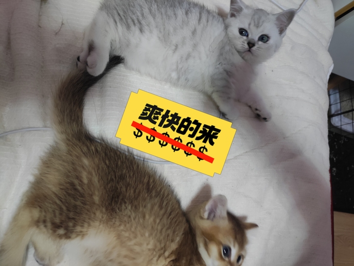 求购！！求购！求购！一台二手电动车，不要太...
