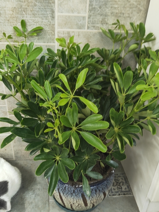 绿植含盆
