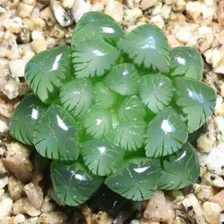 玉露姬玉露原盆土发货！